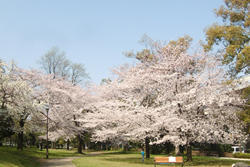 赤塚公園のお花見情報 桜の開花 見頃 レッツエンジョイ東京