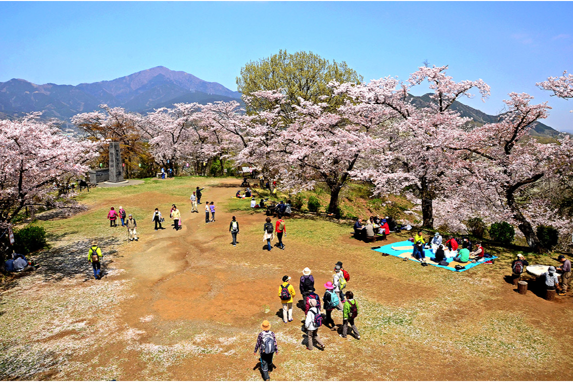 弘法山公園のお花見情報 桜の開花 見頃 レッツエンジョイ東京
