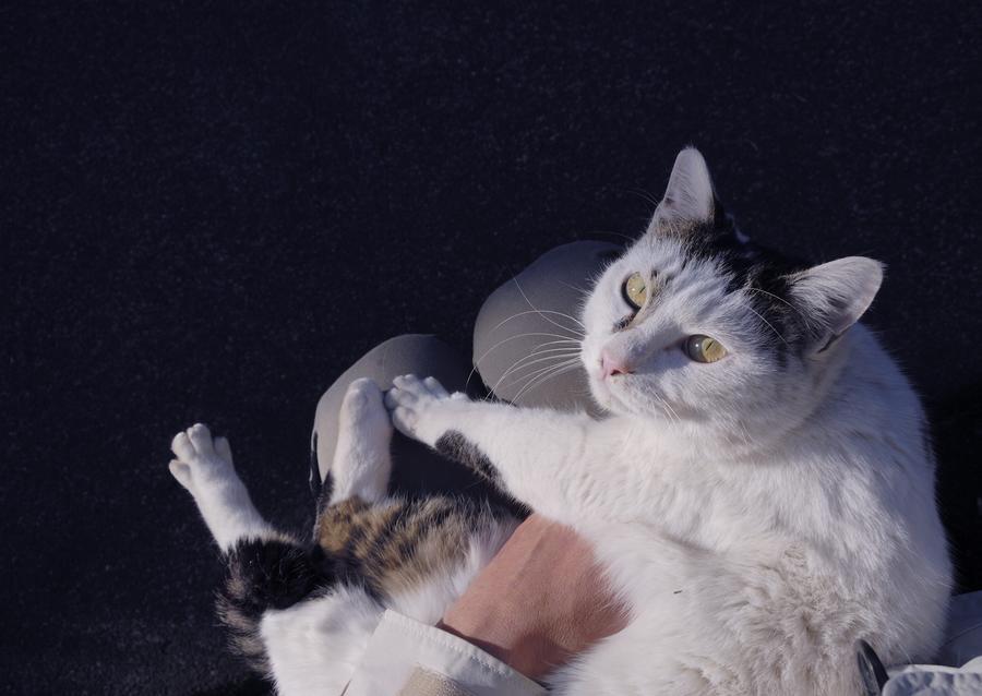 第１２回 猫 ねこ写真展 Part２ レッツエンジョイ東京