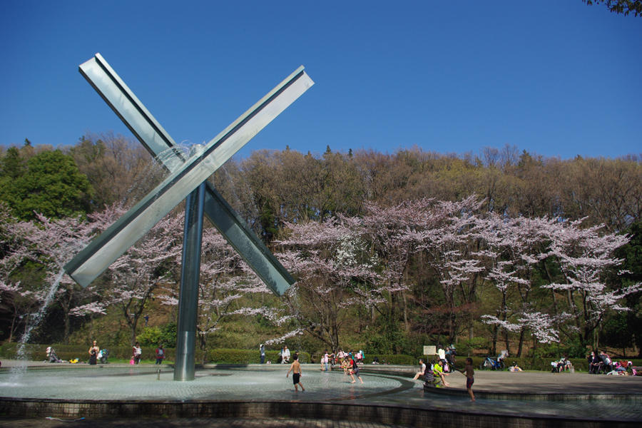 芹ヶ谷公園のお花見情報 桜の開花 見頃 レッツエンジョイ東京