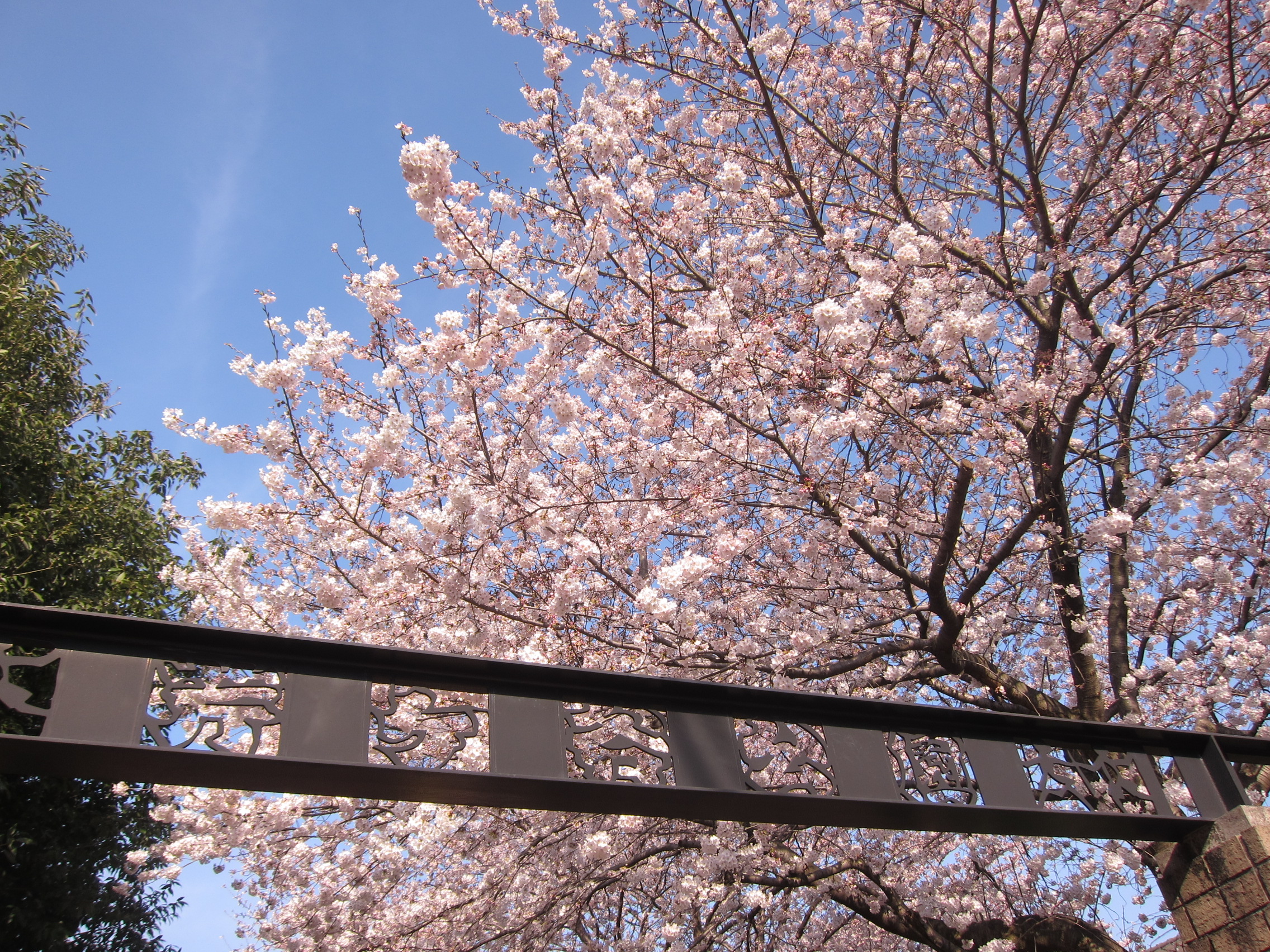 芹ヶ谷公園のお花見情報 桜の開花 見頃 レッツエンジョイ東京