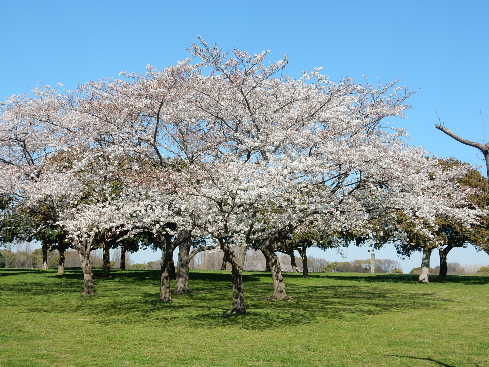 水元公園のお花見情報 桜の開花 見頃 レッツエンジョイ東京