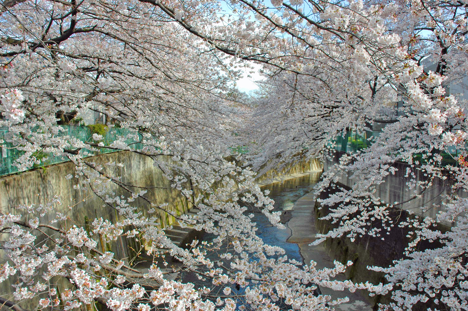 石神井川沿いのお花見スポット情報22 レッツエンジョイ東京
