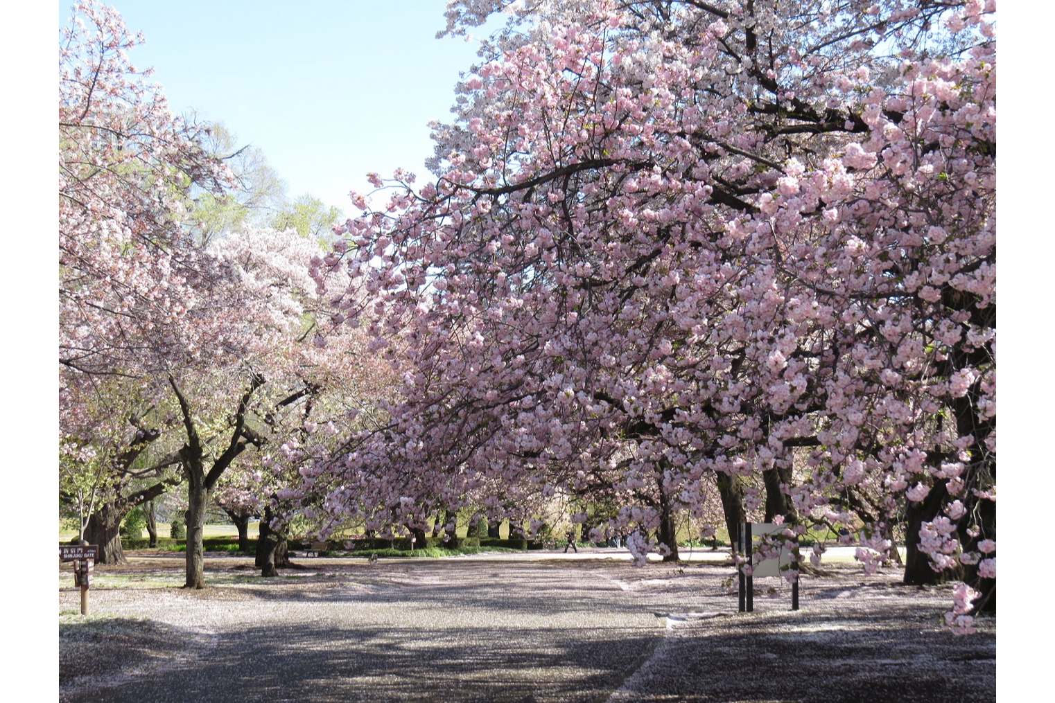新宿御苑のお花見情報 桜の開花 見頃 レッツエンジョイ東京