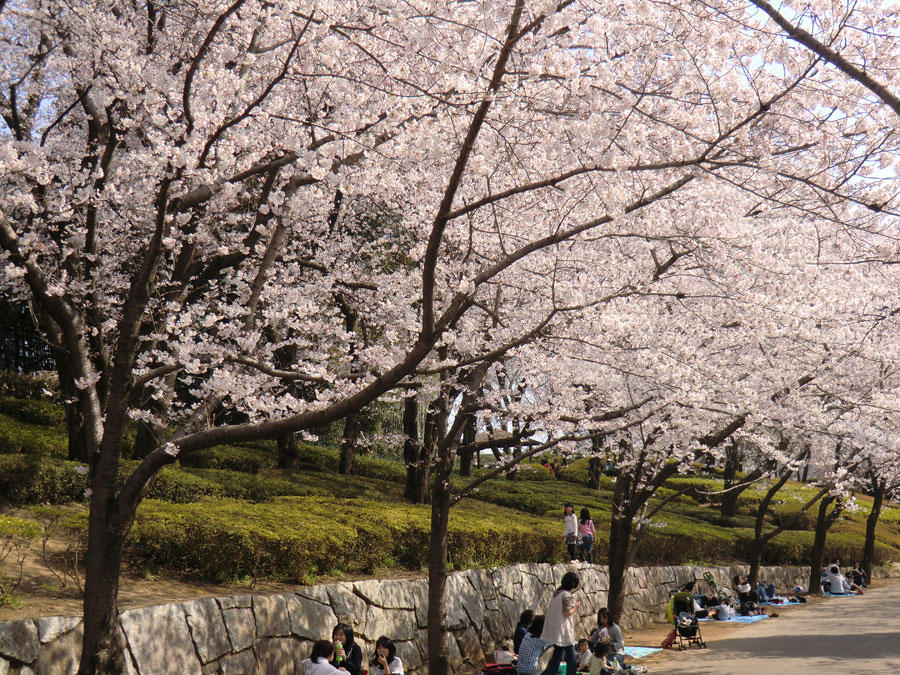 上尾丸山公園のお花見情報 桜の開花 見頃 レッツエンジョイ東京 上尾丸山公園のお花見情報 桜の開花 見頃 レッツエンジョイ東京