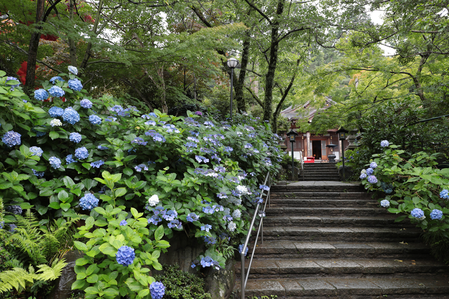 高幡不動尊あじさいまつり レッツエンジョイ東京 高幡不動尊あじさいまつり レッツエンジョイ東京