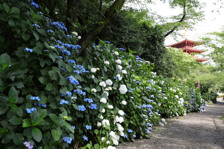 高幡不動尊あじさいまつり レッツエンジョイ東京