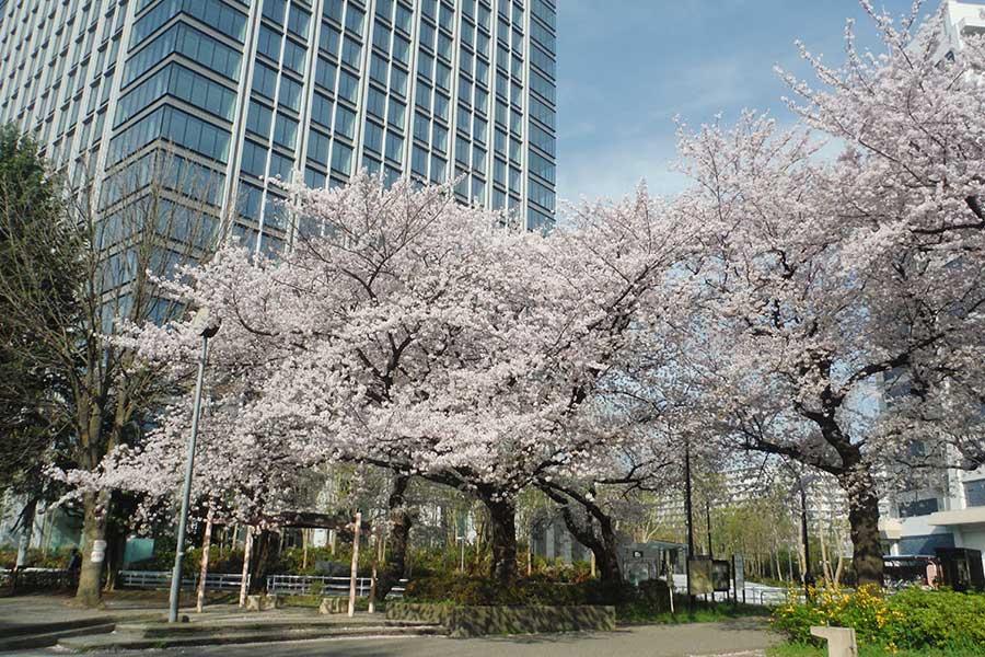 戸山公園のお花見情報 桜の開花 見頃 レッツエンジョイ東京