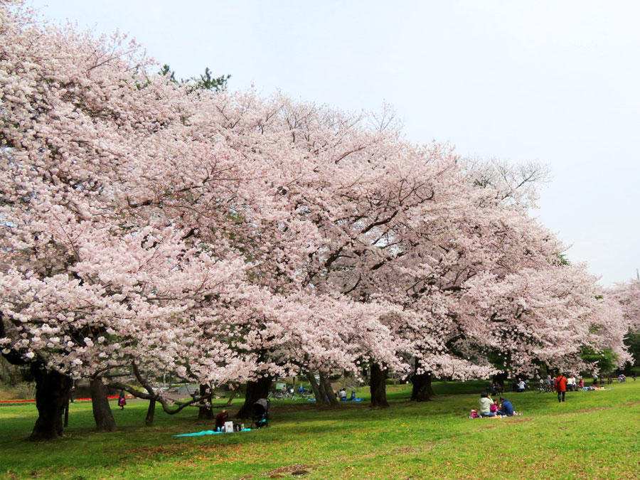 野川公園のお花見情報 桜の開花 見頃 レッツエンジョイ東京