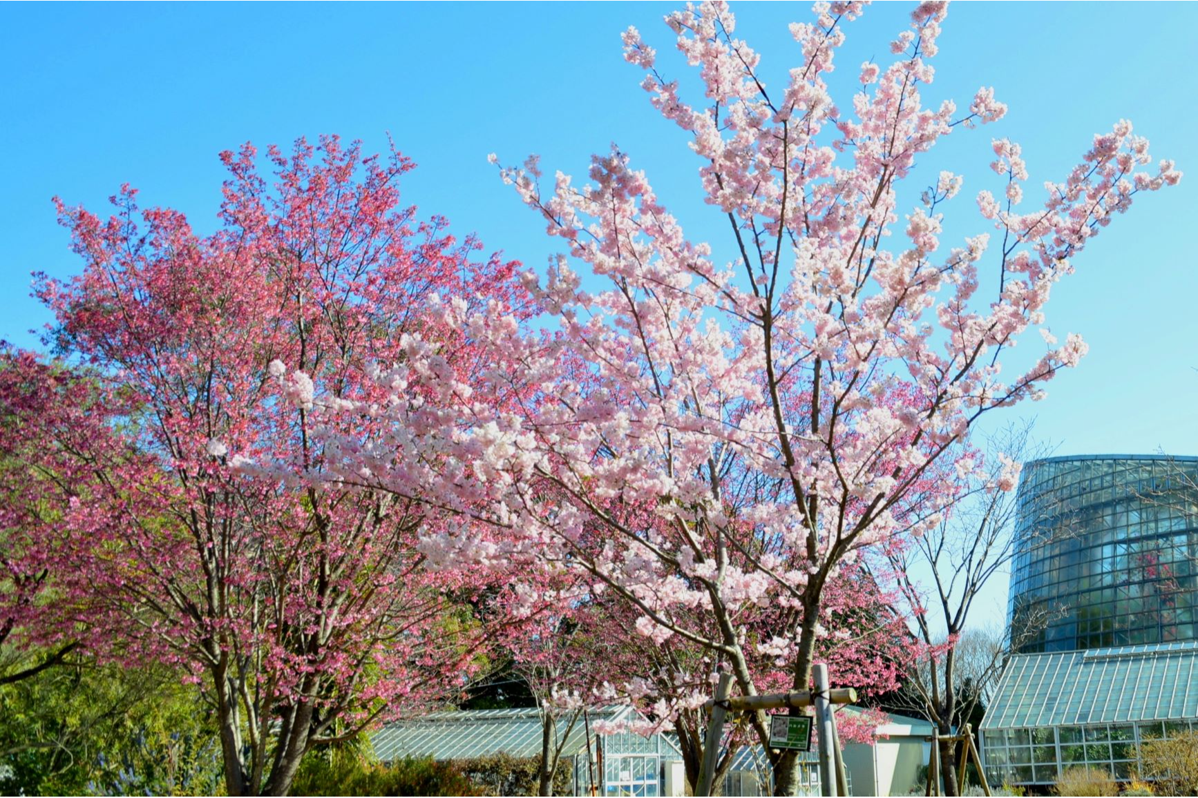 小田原フラワーガーデンのお花見情報 桜の開花 見ごろ レッツエンジョイ東京
