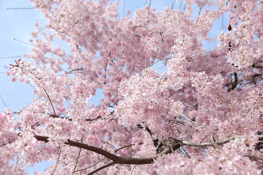 乃木神社のお花見情報 桜の開花 見頃 レッツエンジョイ東京