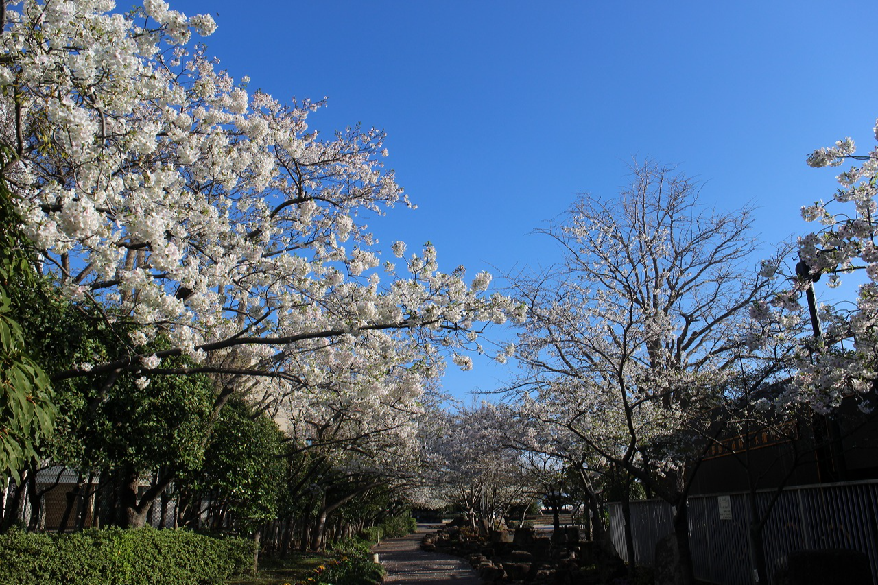 三笠公園のお花見情報 桜の開花 見ごろ レッツエンジョイ東京