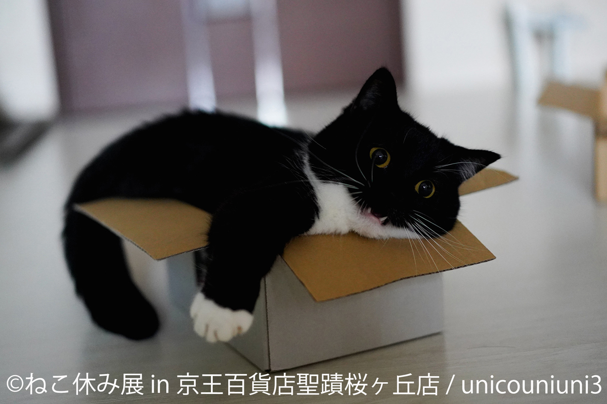 ねこ休み展 夏 22 レッツエンジョイ東京
