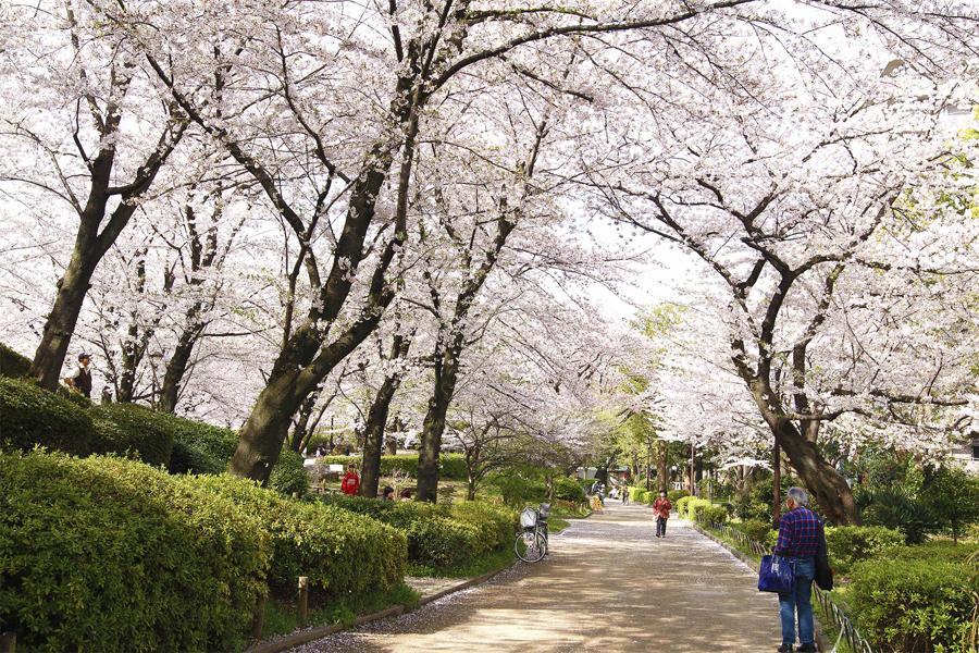 東京スカイツリーのお花見 桜の名所22 レッツエンジョイ東京 東京スカイツリーのお花見 桜の名所22 レッツエンジョイ東京