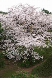 台場公園のお花見情報 桜の開花 見頃 レッツエンジョイ東京 台場公園のお花見情報 桜の開花 見頃 レッツエンジョイ東京