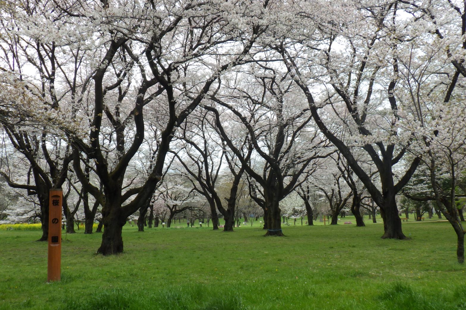 小金井公園のお花見情報 桜の開花 見頃 レッツエンジョイ東京