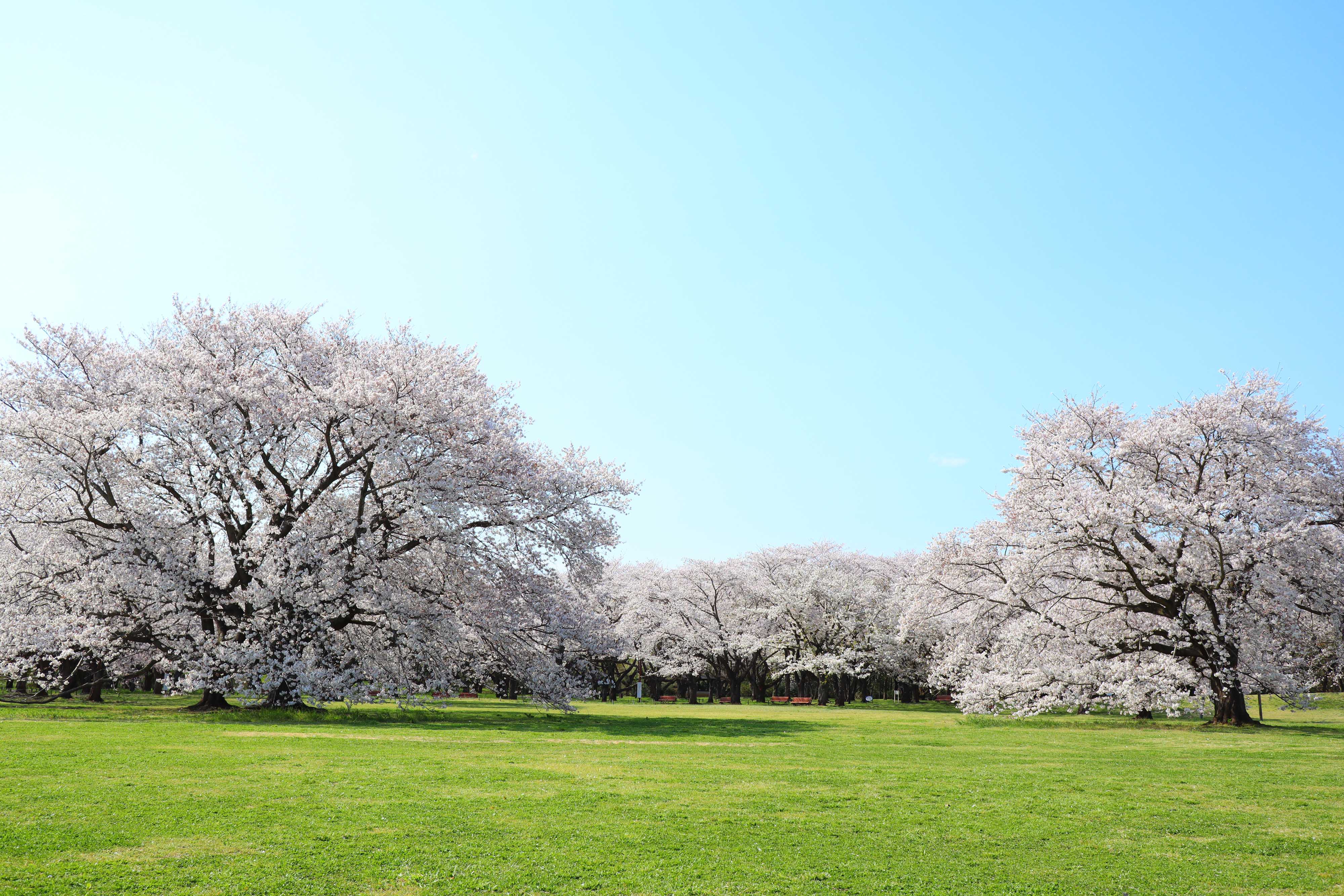 国営昭和記念公園のお花見情報 桜の開花 見頃 レッツエンジョイ東京