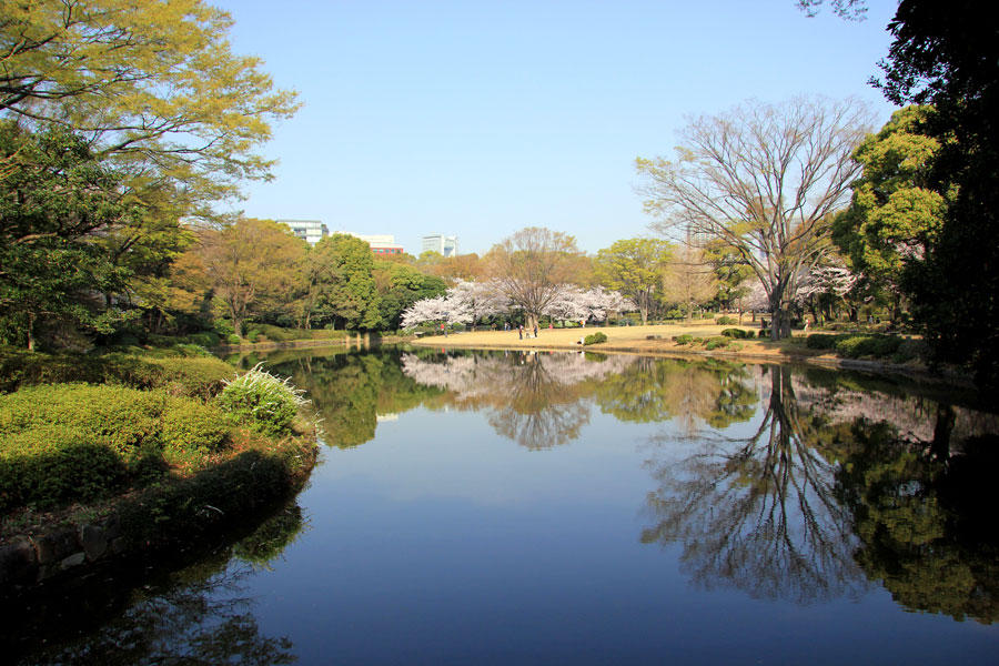 北の丸公園のお花見情報 桜の開花 見頃 レッツエンジョイ東京
