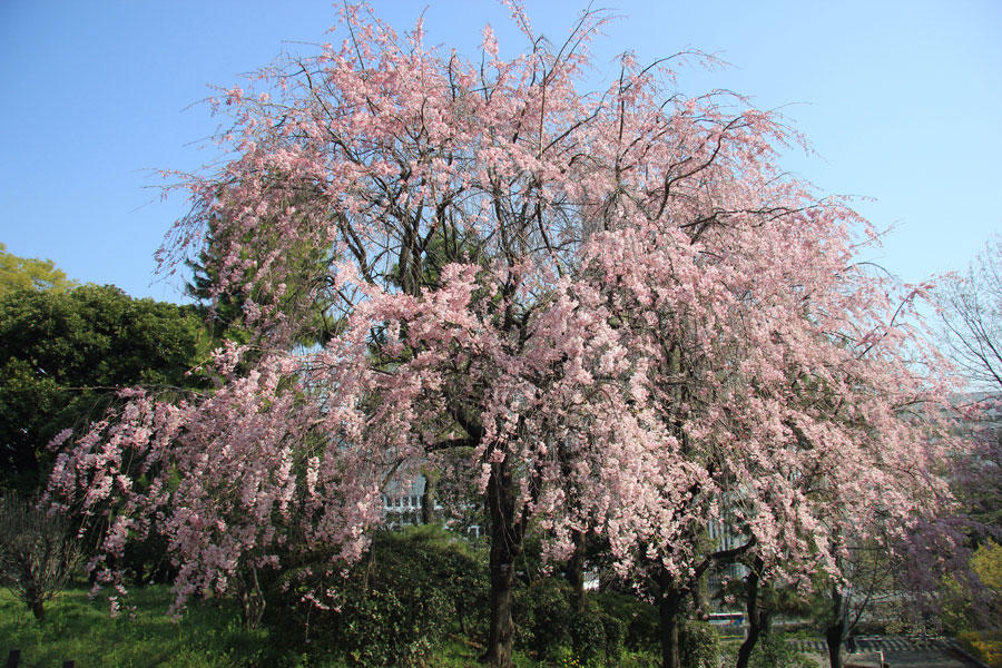北の丸公園のお花見情報 桜の開花 見頃 レッツエンジョイ東京