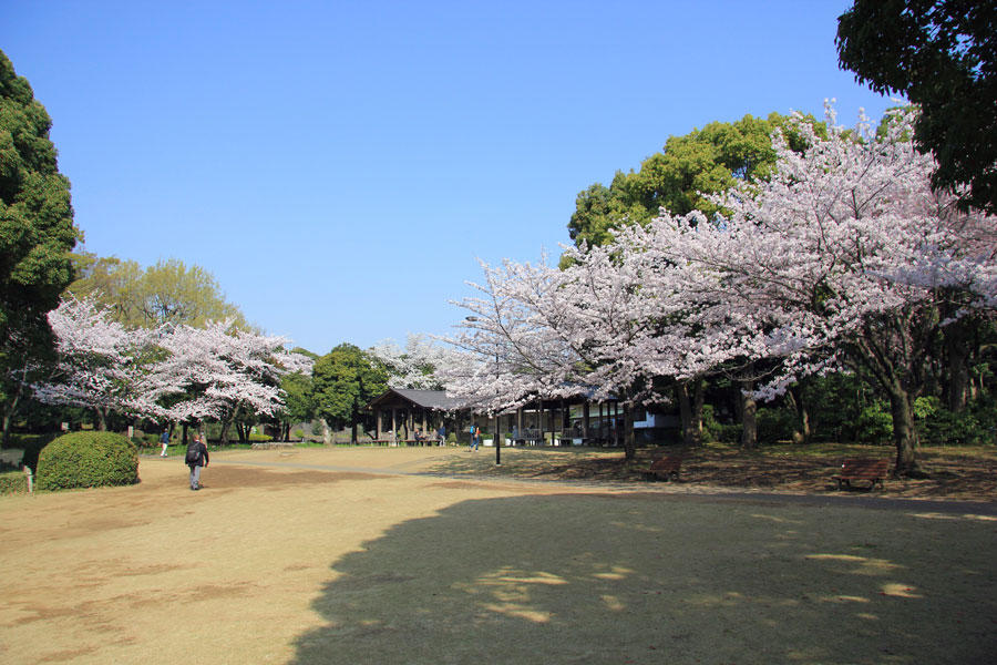北の丸公園のお花見情報 桜の開花 見頃 レッツエンジョイ東京