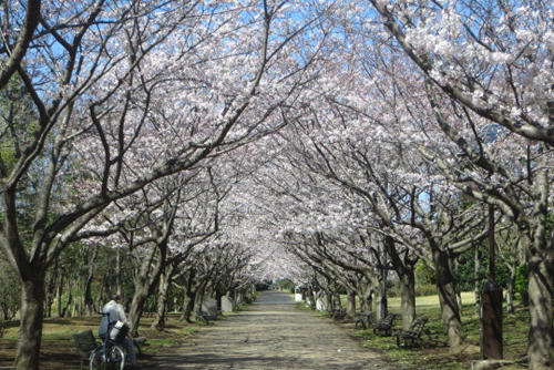 葛西臨海公園駅周辺 今週末におすすめのイベント レッツエンジョイ東京 葛西臨海公園駅周辺 今週末におすすめのイベント レッツエンジョイ東京