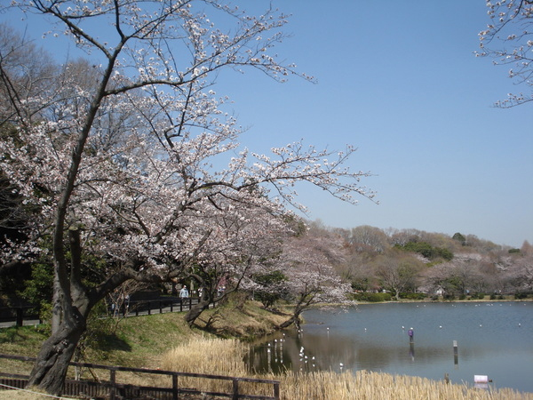 県立三ツ池公園のイベント アクセス レッツエンジョイ東京