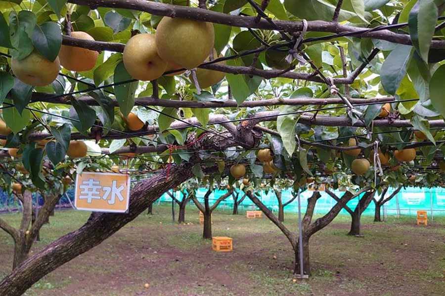 内海果樹園