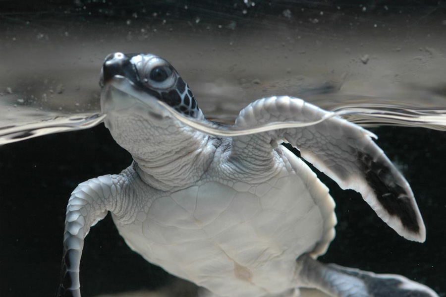 ヨコハマおもしろ水族館