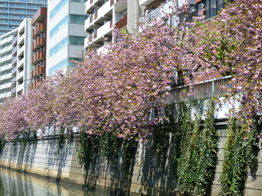 八重桜