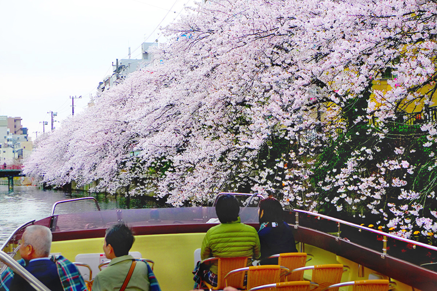 満開の桜