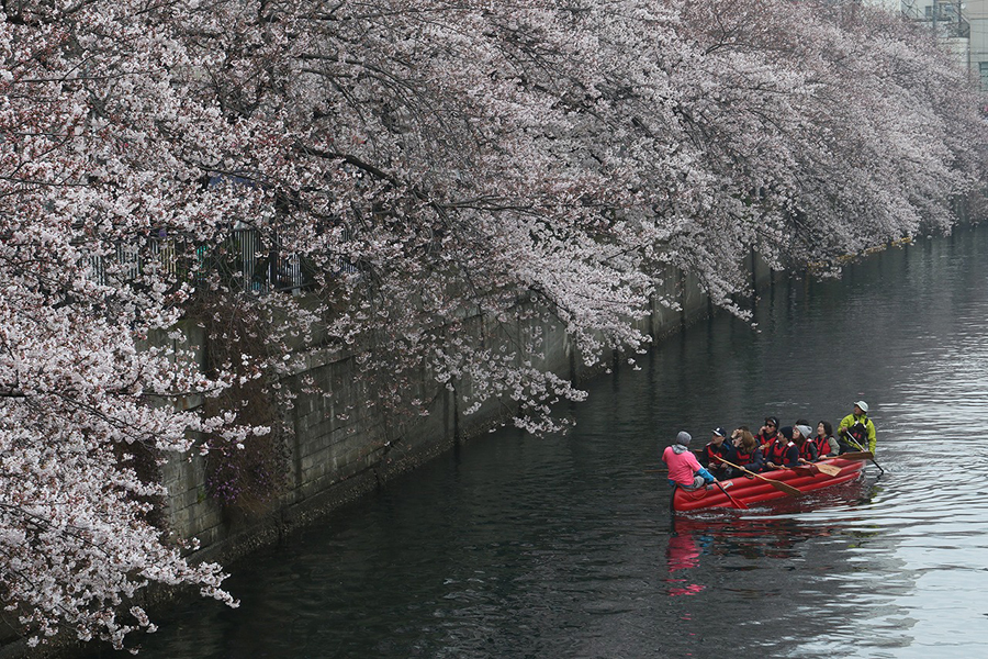 大岡川桜まつり