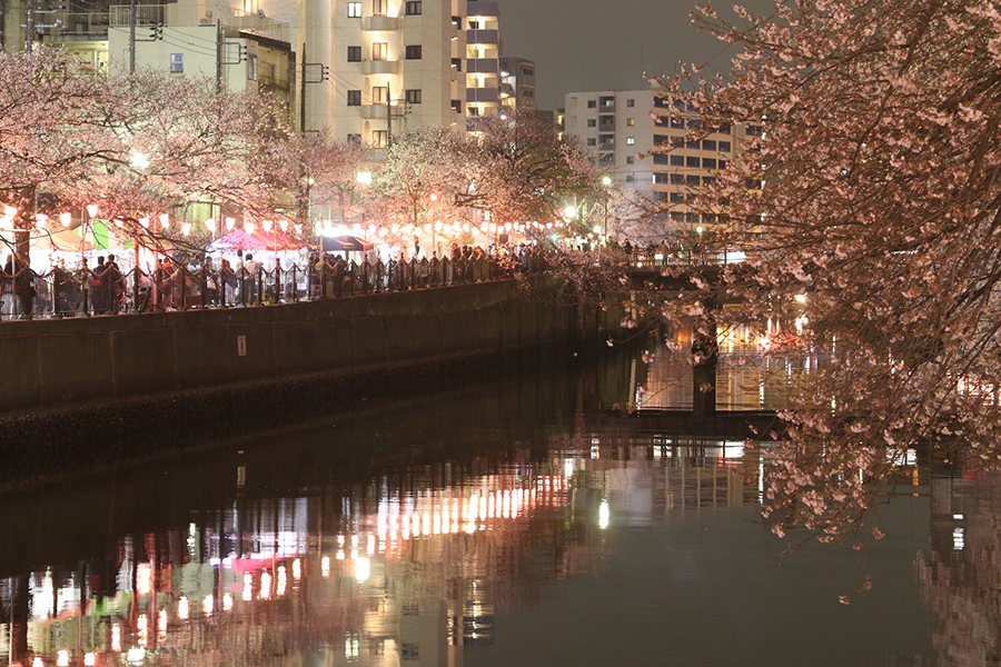 大岡川桜まつり