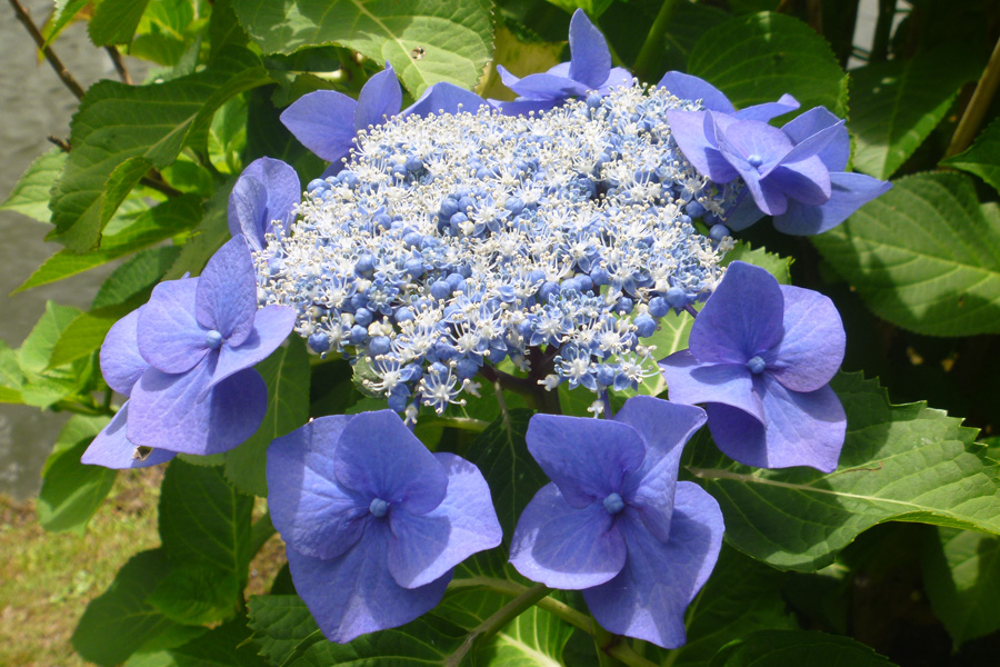 旧芝離宮恩賜庭園