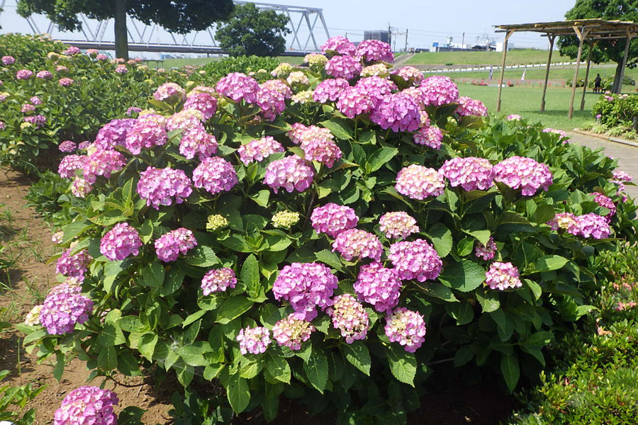 小岩菖蒲園