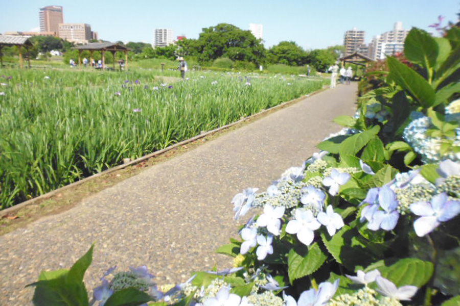小岩菖蒲園