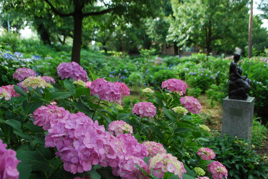 あじさい公園