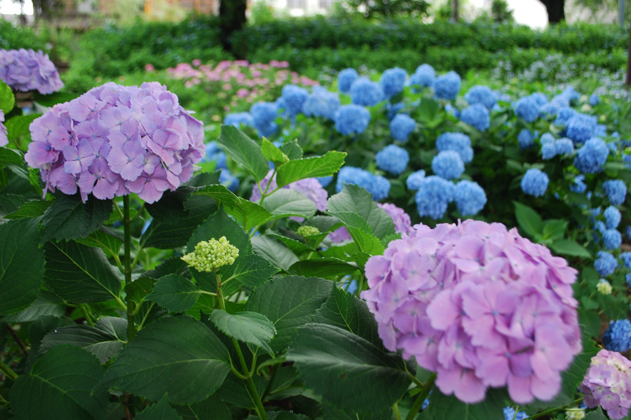 あじさい公園