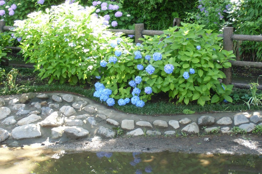 あじさい公園
