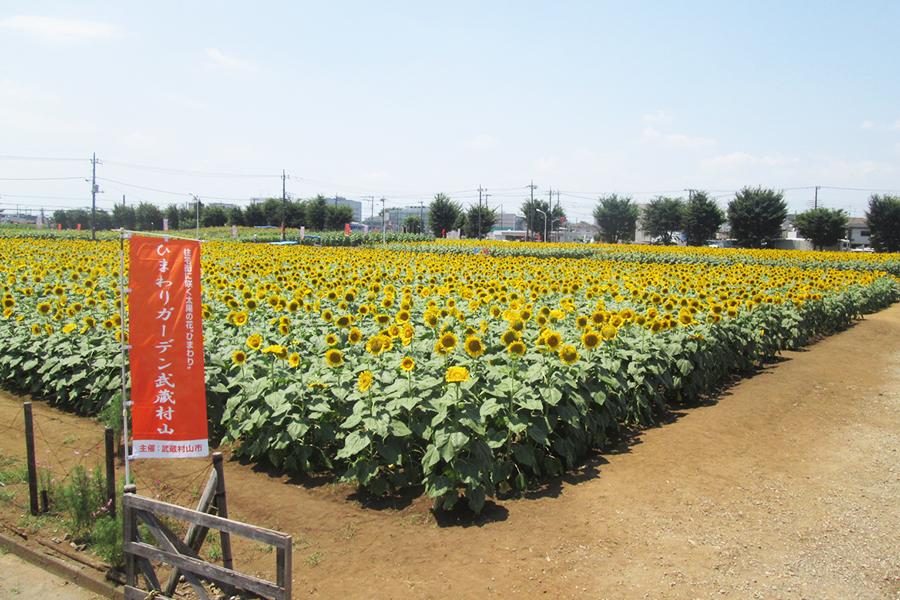 視界いっぱいのヒマワリに感動 夏デートで行きたい関東の お花畑 7選 19年版 レッツエンジョイ東京