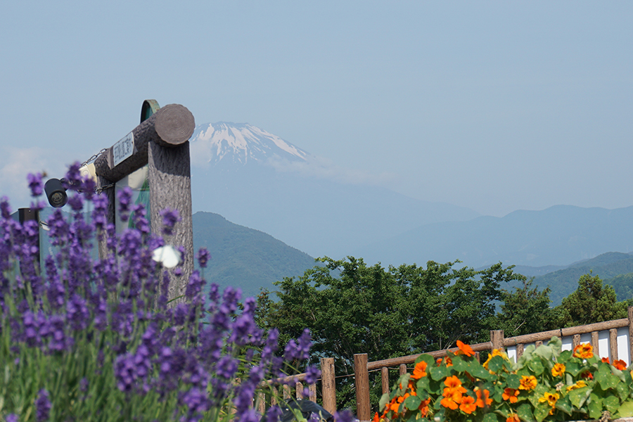 視界いっぱいのヒマワリに感動 夏デートで行きたい関東の お花畑 7選 19年版 レッツエンジョイ東京