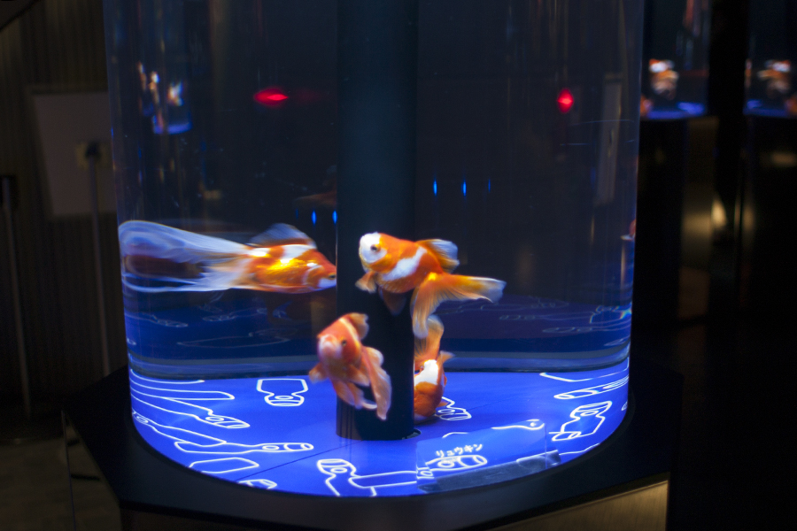 東京金魚ワンダーランド