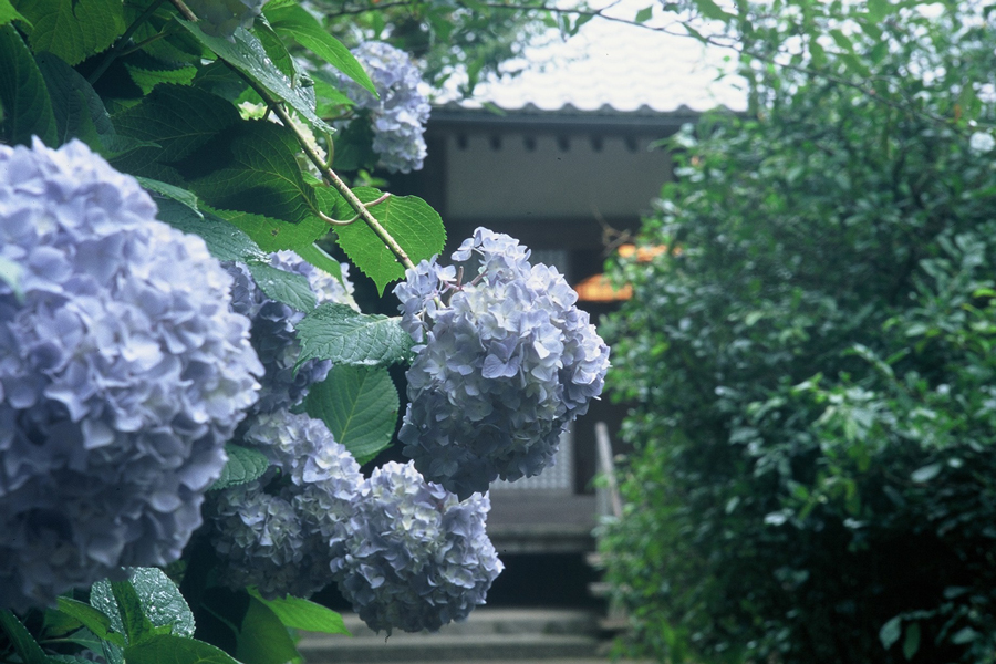 明月院