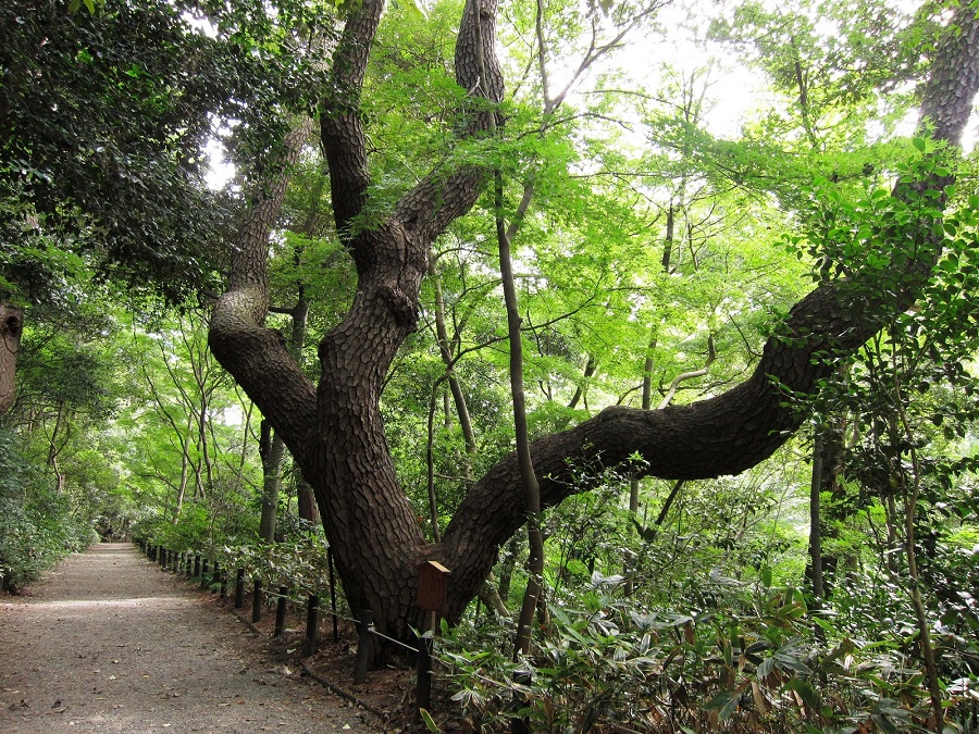 国立科学博物館 附属自然教育園