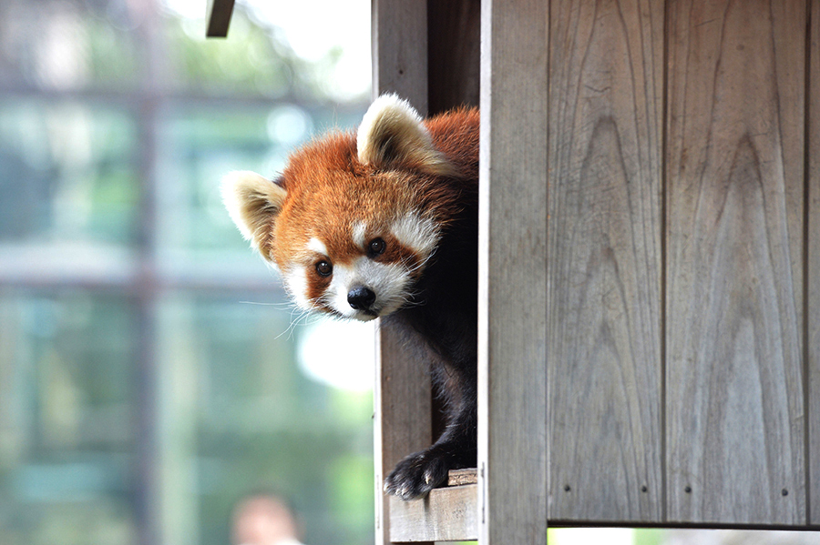 野毛山動物園 レッサーパンダ