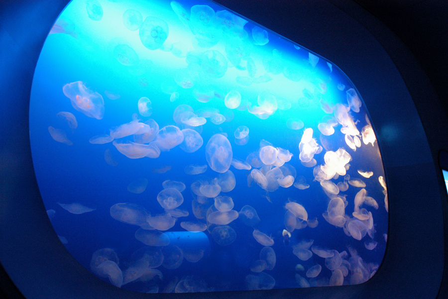 新江ノ島水族館