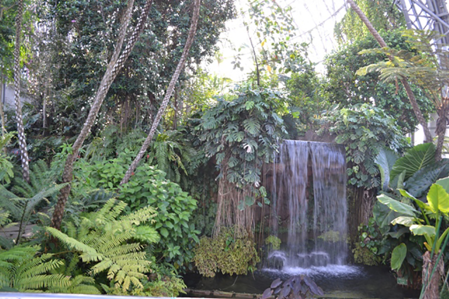 夢の島熱帯植物館 温室内
