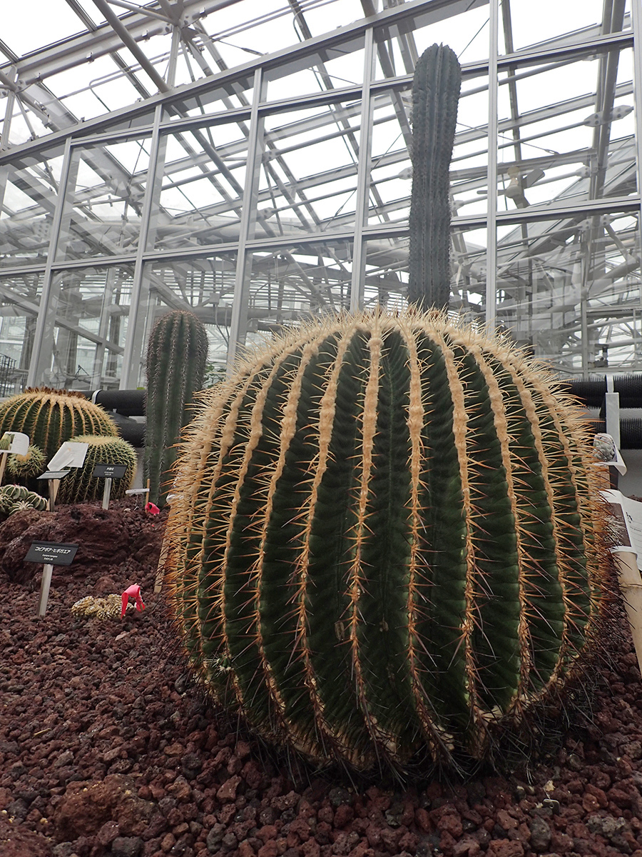 神代植物公園 温室内
