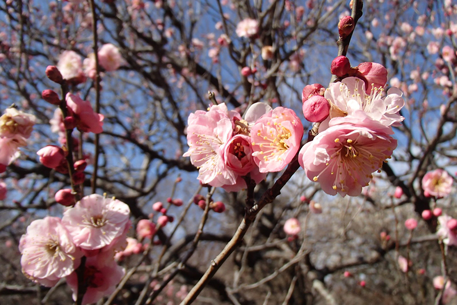 神代植物公園 梅まつり