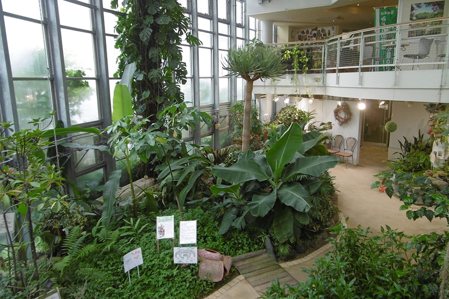 渋谷区ふれあい植物センター 温室内