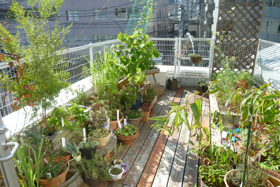 渋谷区ふれあい植物センター ハーブガーデン